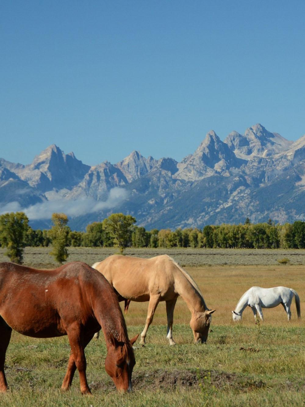 PastureLand Dry-Land Mix